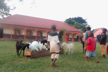 Goats and Kids