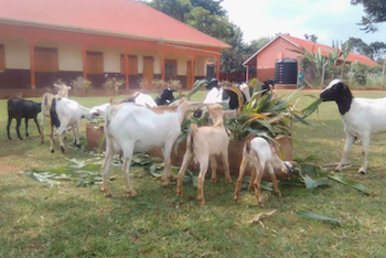 Goats Eating